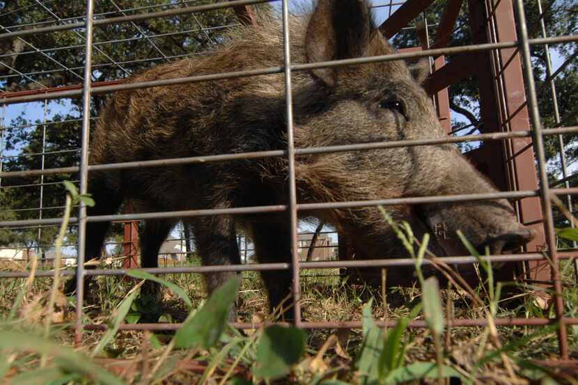 Feral hogs number about 6 million in 35 states, according to the National Wildlife Research...