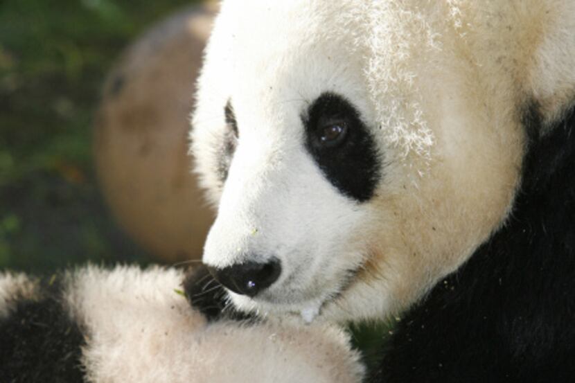 Kids love baby animals, such as the San Diego Zoo's giant panda Bai Yun, shown with one of...