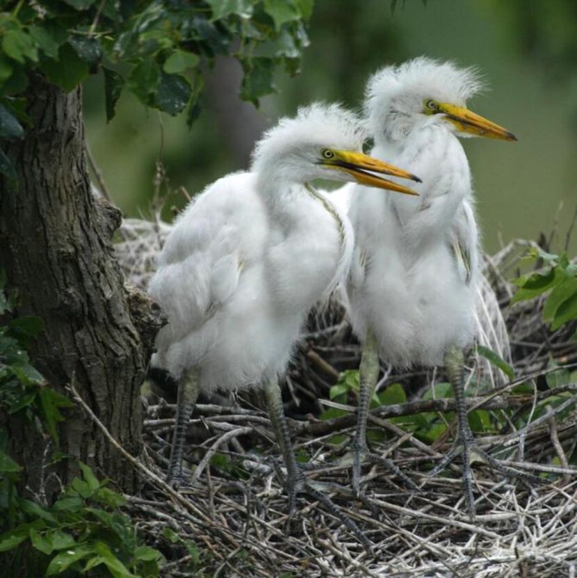 
Master birder instruction includes a field trip to High Island on the Texas coast. Great...