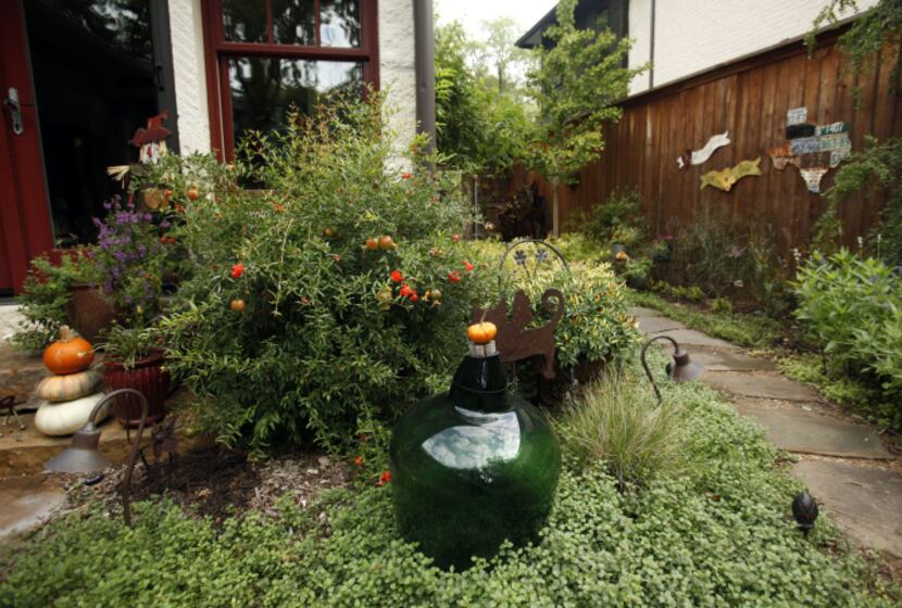 Dwarf pomegranate and Veronica ground cover in the backyard of Suzy and Rob Renz's home in...