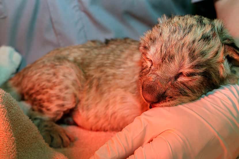 Lion cub Bahati Moja was born March 17 at the Dallas Zoo. She weighed at 2.8 pounds at birth.  