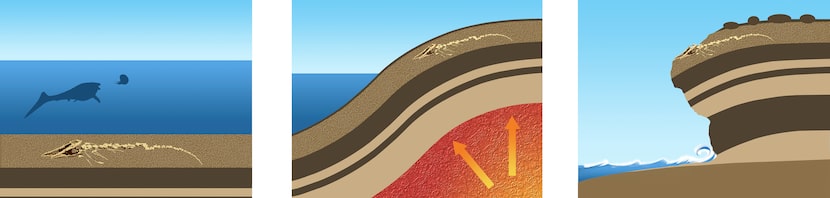 This figure shows how Angola's fossils were formed and exposed: 1. Sediments covered dead...