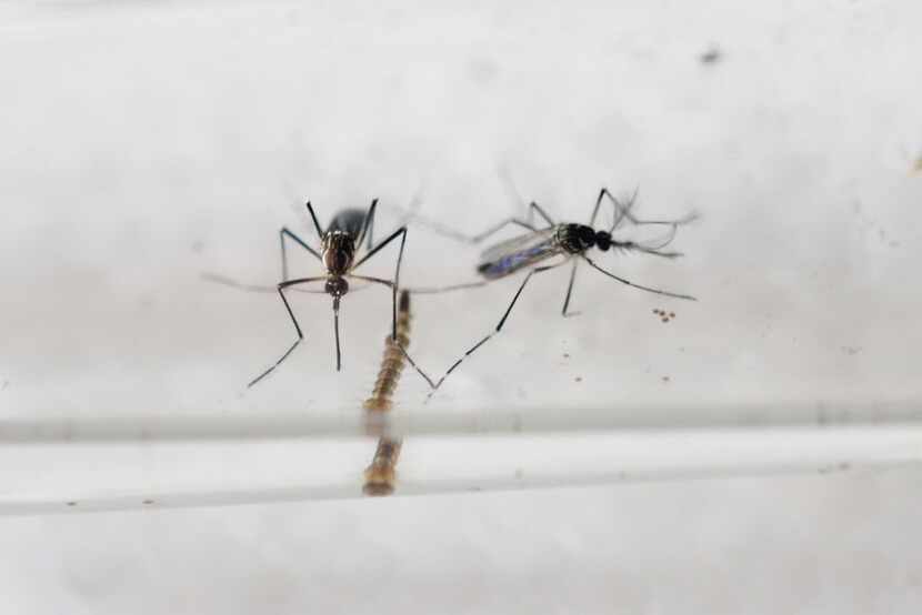 Aedes Aegypti mosquitoes in a lab in San Salvador