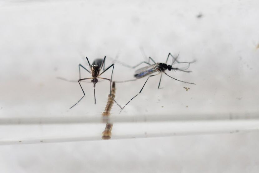 Aedes Aegypti mosquitoes in a lab in San Salvador