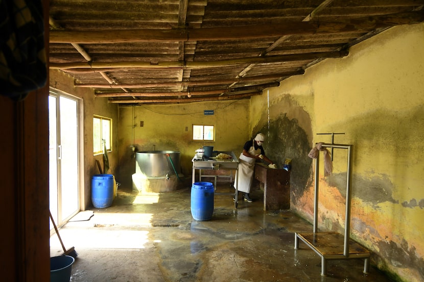 Cesar, 51, works in his artisanal cheese factory at his home in the Chimborazo province of...