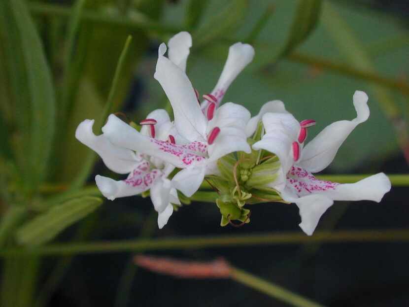 
American water-willow is an aquatic species with small, bicolored flowers. The Texas native...