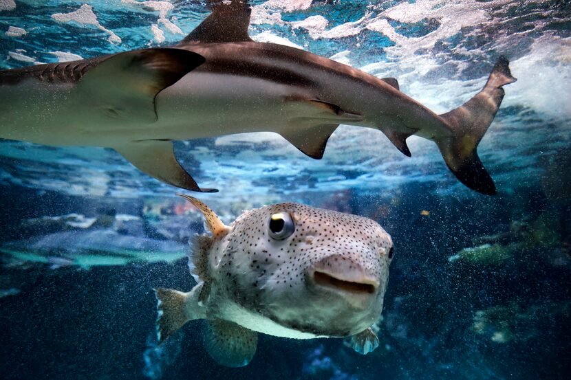 A Porcupine Pufferfish swims below a passing blacktip shark in one of the tanks at The...