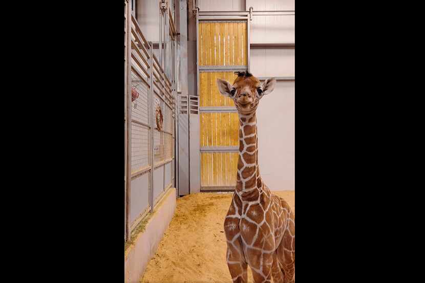 A baby giraffe was born at the Fort Worth Zoo on New Year's Day 2024. His name is Korbel.
