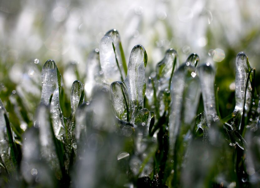 Ice from a sprinkler system covered grass along Abrams Road in East Dallas on March 5, 2019....