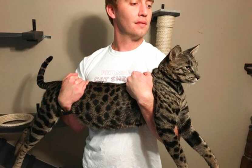 n esta foto del 13 de septiembre del 2017, Will Powers tiene en sus brazos a su gato...