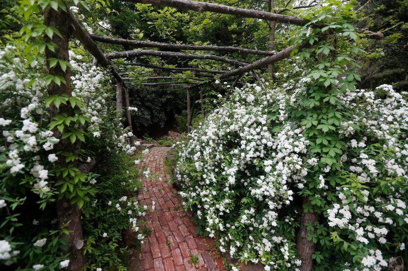 
Bridal wreath, an old-fashioned and beautiful spring bloomer, is an easy shrub. It needs a...