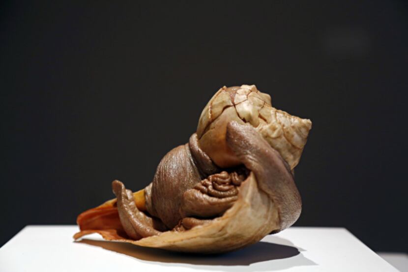 A piece titled "Scuttle" by the artist Erick Swenson photographed Tuesday, April 17, 2012 at...