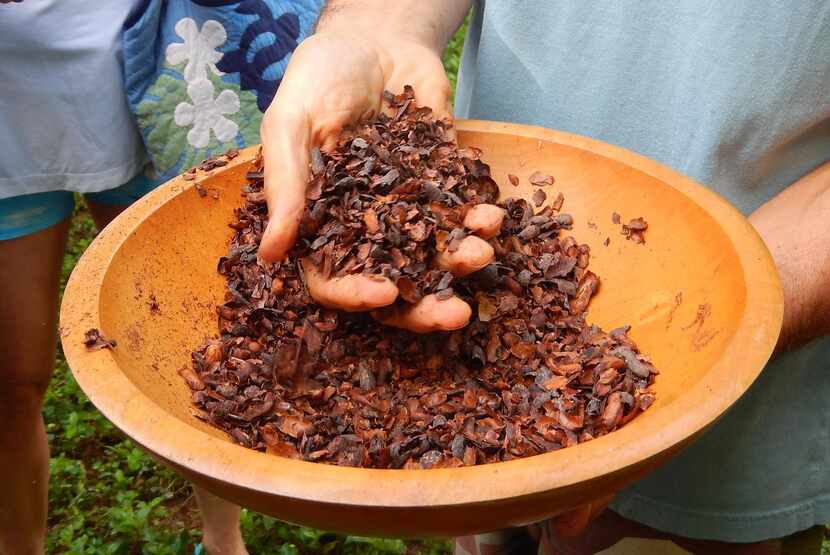 Cacao bean  shells are ground up and make good mulch for cacao trees.