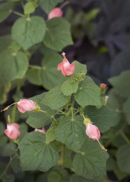 Pink turk's cap.