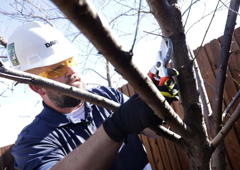 Brian Cox with The Davey Tree Expert Company prunes tiny branches on a peach tree. (Jason...