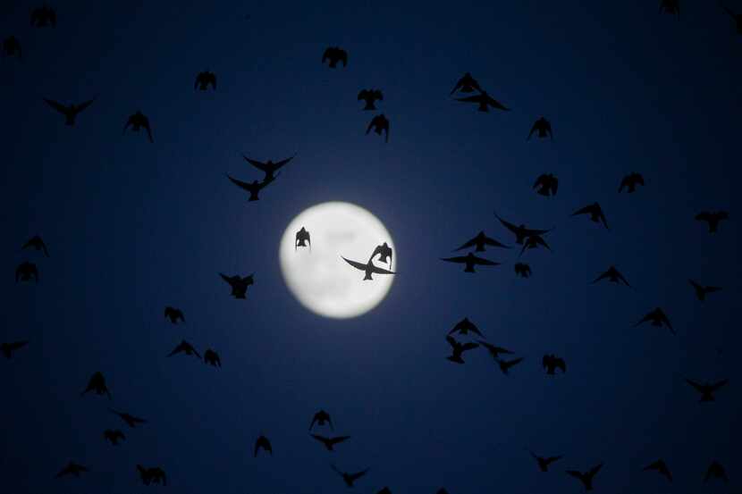 A flock of birds flies over Dallas as a new moon rises.
