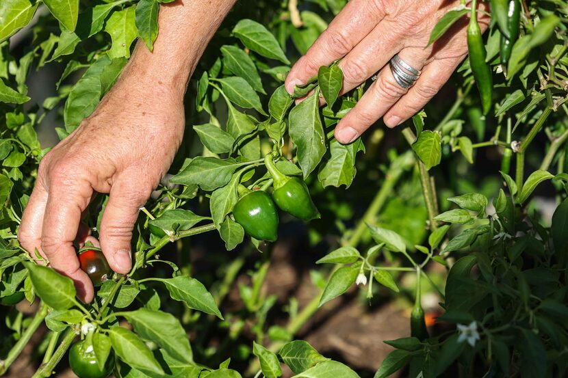 Kim Aman from Grow Garden Grow organization, checks some of the peppers at the community...