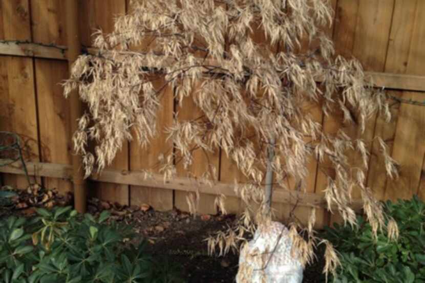 Did the ice storm kill this Japanese maple? Probably just the leaves, says Howard Garrett.
