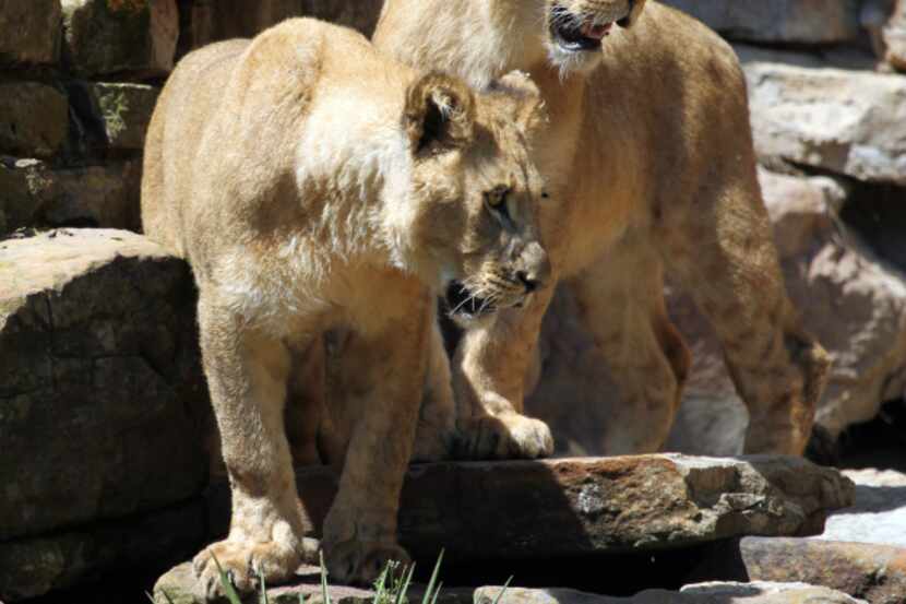 Saba (left) and Jabulani are two of the three new young lions at the Fort Worth Zoo.