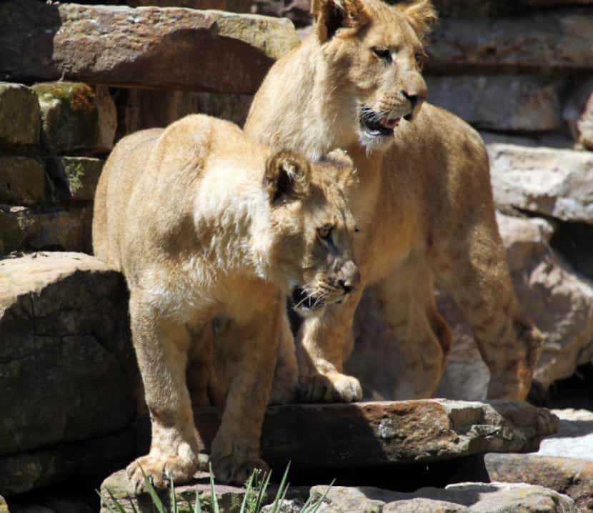 Saba (left) and Jabulani are two of the three new young lions at the Fort Worth Zoo.