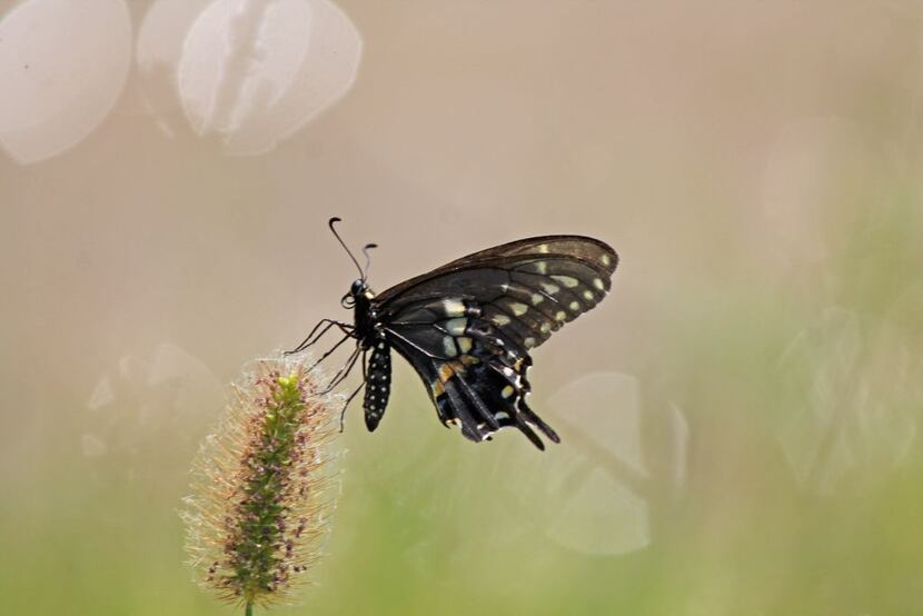 Voters' Choice selection: Collin Schroeder's photo of a butterfly on "an outrageously hot...