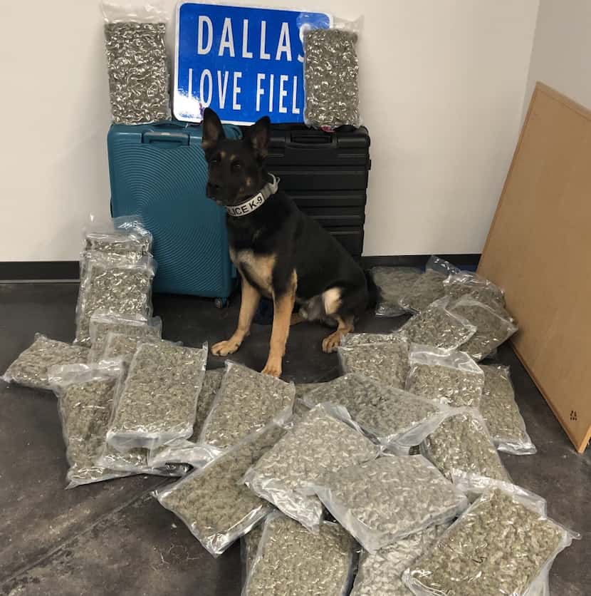 Canine Ballentine alerted police to suspicious luggage that contained 42 pounds of marijuana...