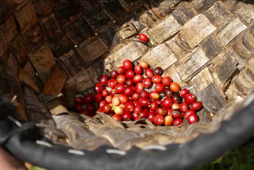 Ripe coffee beans, hand harvested and ready for processing in a lauhala basket. 