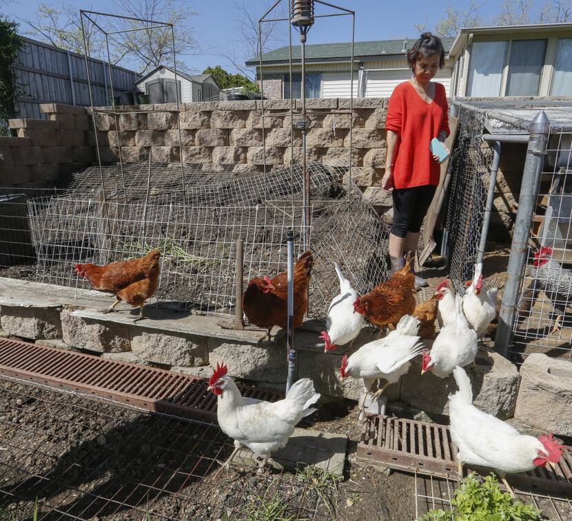 Irving resident Helen Ming lets her chickens out of their backyard coop.  Irving passed a...