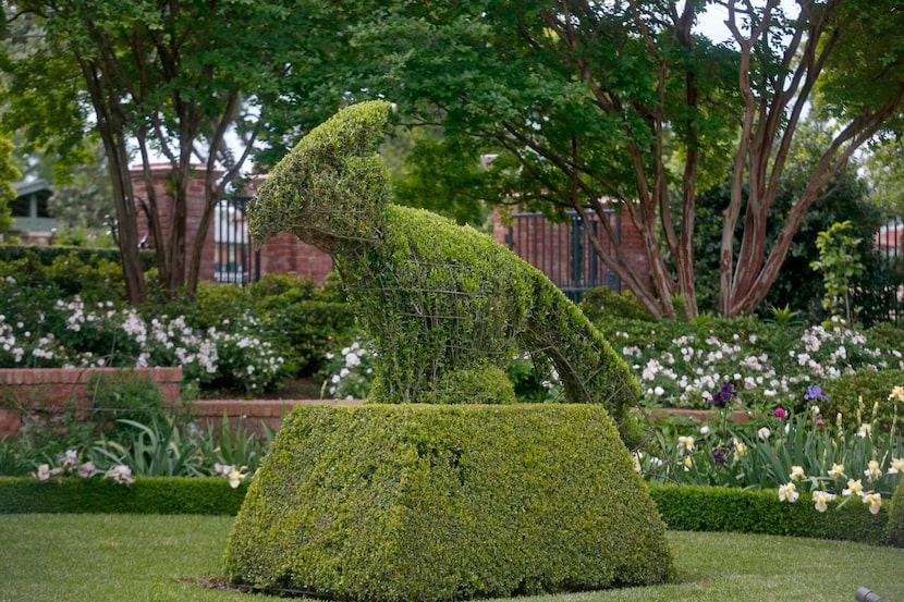 
The iron frames for 7-foot-tall cardinal topiaries were custom-designed by Black Barn Farm...