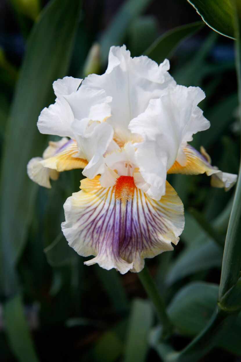 A 'Smithsonian Bound' iris bloom at the home of Pat Norvell.