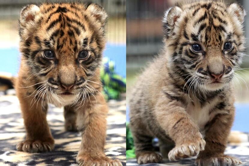 The twin Sumatran tigers —  sister Nety (left) and brother Rudi — were born at the Dallas...