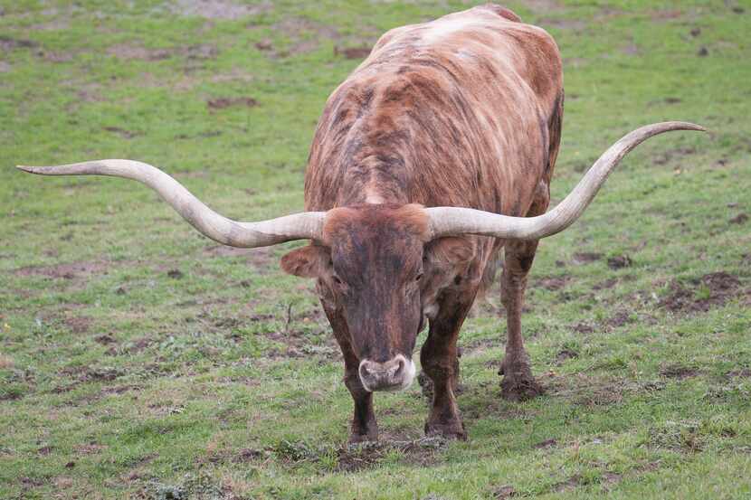A longhorn steers grazes behind Fuel City in Dallas. In Double Oak, longhorns are frequent...