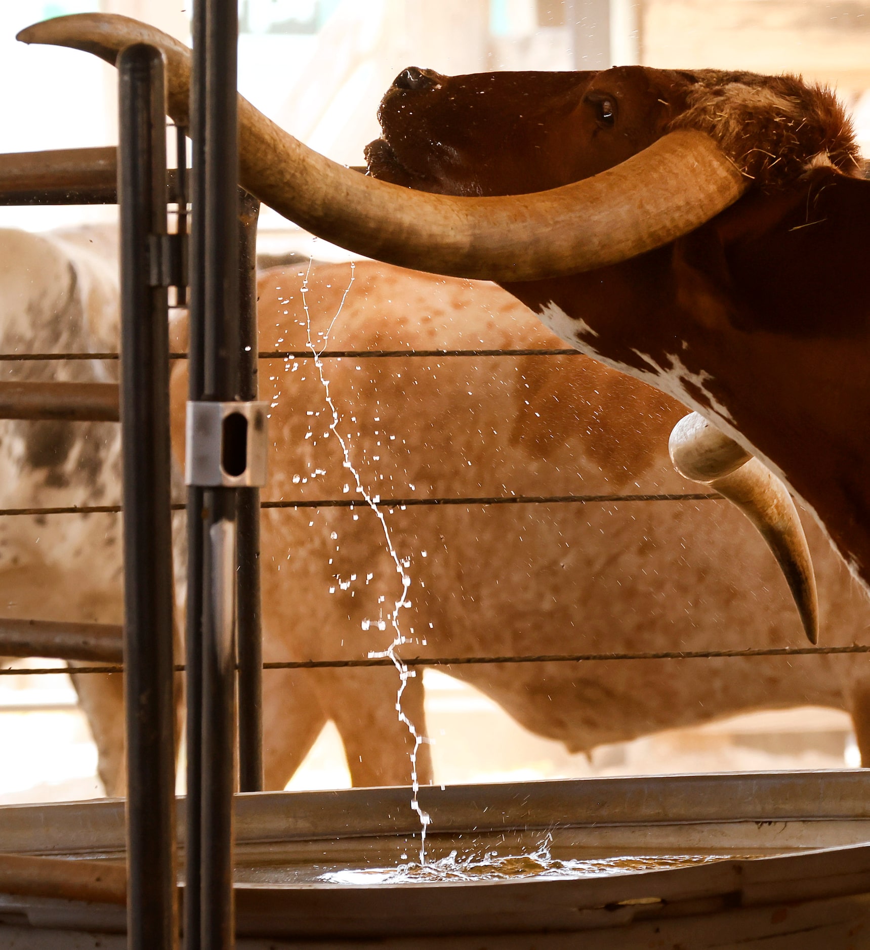 A longhorn from the Fort Worth Herd takes a large gulp of water after being driven down...