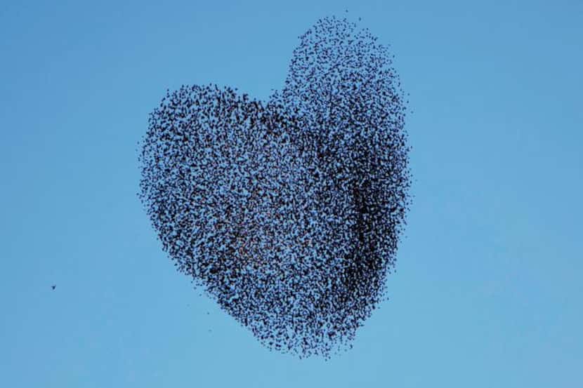 Nature’s thrills:  A flock of migrating starlings formed a startling pattern at sunset in...