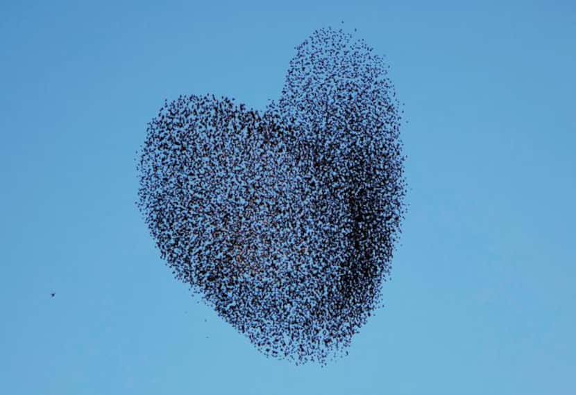 Nature’s thrills:  A flock of migrating starlings formed a startling pattern at sunset in...