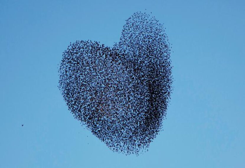 Nature’s thrills:  A flock of migrating starlings formed a startling pattern at sunset in...