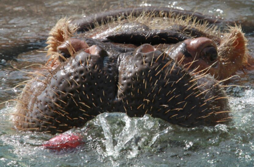 A hippopotamus goes for an apple at the Natives of Africa and Asia at the Fort Worth Zoo.