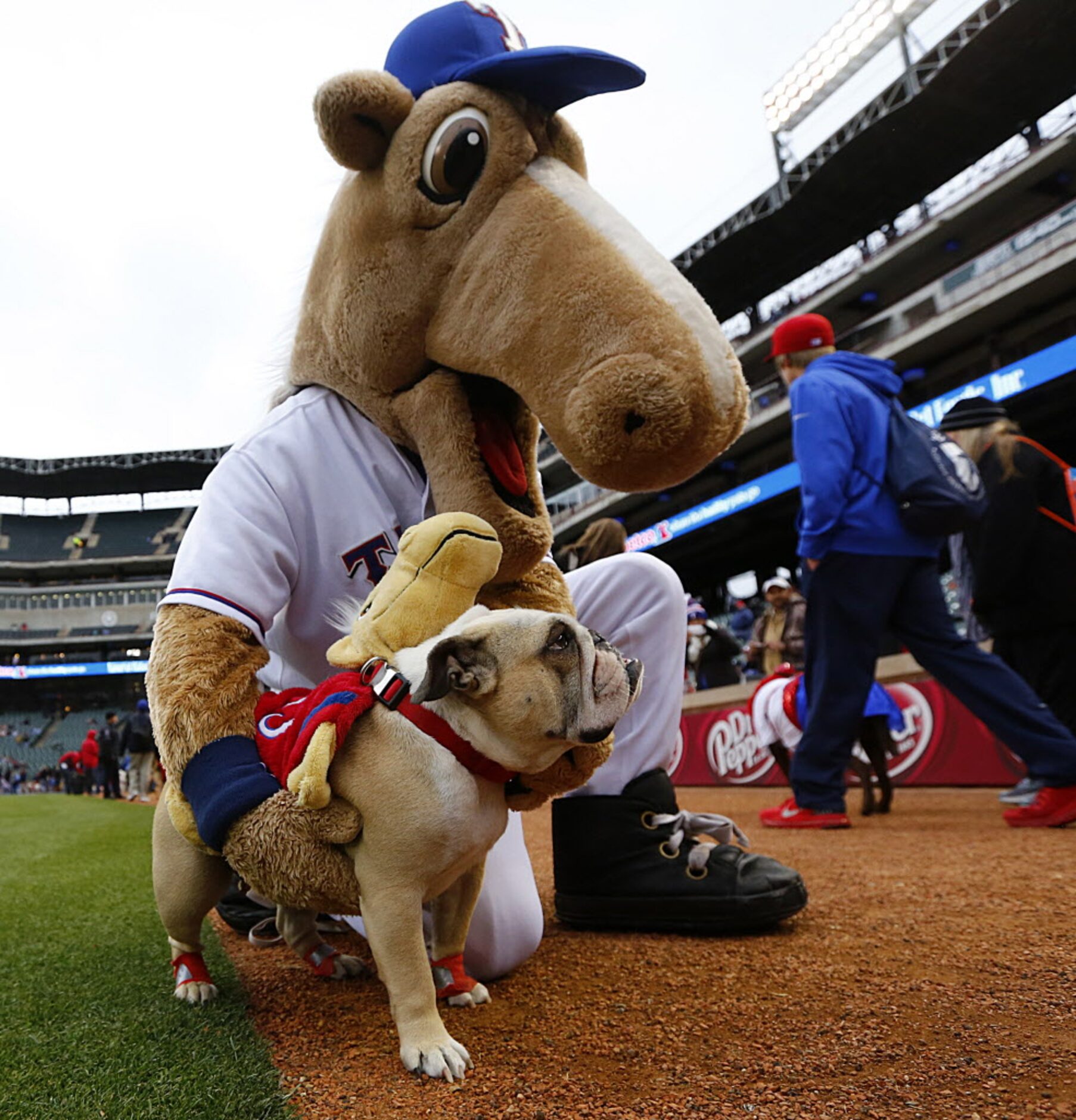 Texas Rangers mascot Captain poses with a costumed bulldog.