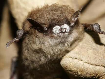The white fungus saps nutrients from hibernating bats, causing them to starve