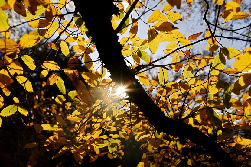 A hike through Cedar Hill State Park includes stops to admire the brilliant autumn leaves.