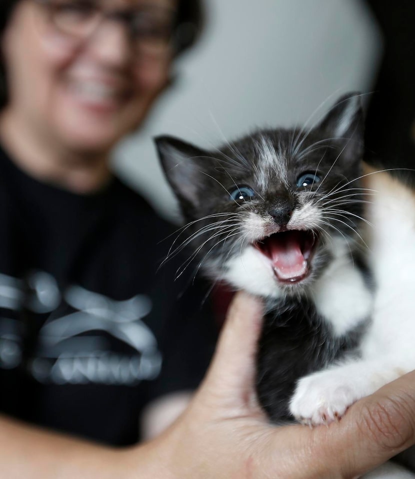 
Berg poses with Charles, who meows for the camera. This summer, Artists for Animals...