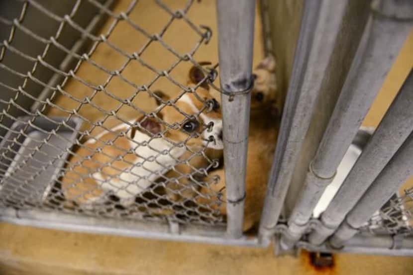


Dogs await adoption at Garland Animal Services.




