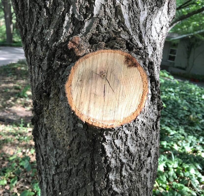 Example of a good pruning cut on a tree. 