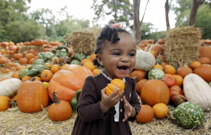 Zion Elzie carries a pumpkin at the Pumpkin Village in September, 2014. (Associated Press...
