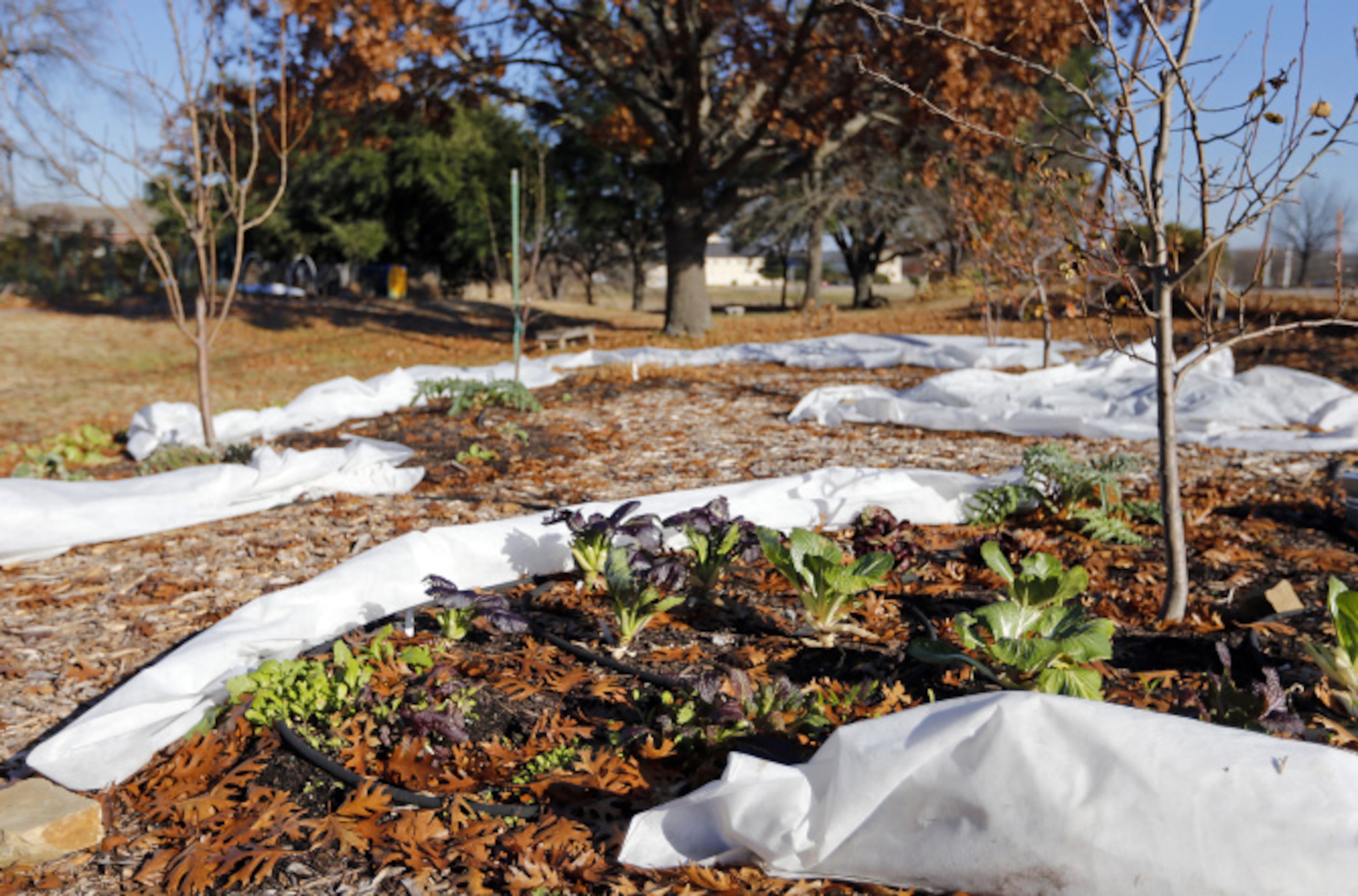 Layers of different height vegetation demonstrate the permaculture in the community garden...