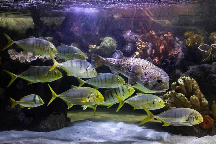 A variety of fish swim together in the coastal sharks exhibit at the Children's Aquarium at...