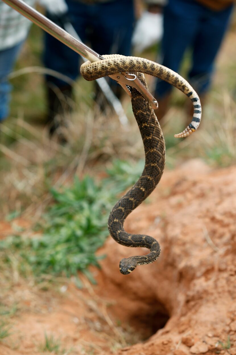 A western diamondback rattlesnake is pulled from its den.  (Nathan Hunsinger/The Dallas...