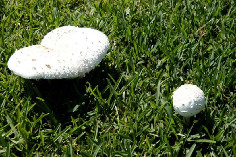Mushrooms under a dying tree are just a sign of decaying organic material in the soil, not a...