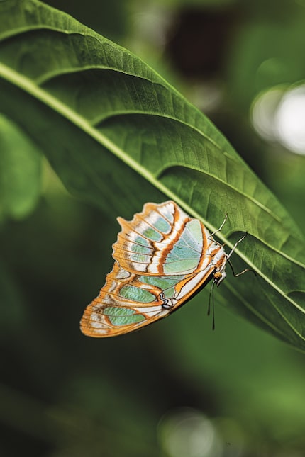 A Malachite butterfly rests on a leaf at the Butterfly House.