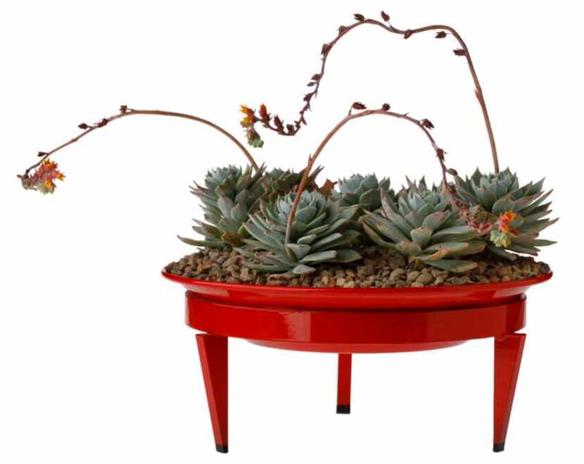 
A shallow, modern planter by Steel Life filled with echeverias is $149 at Redenta’s, Dallas...